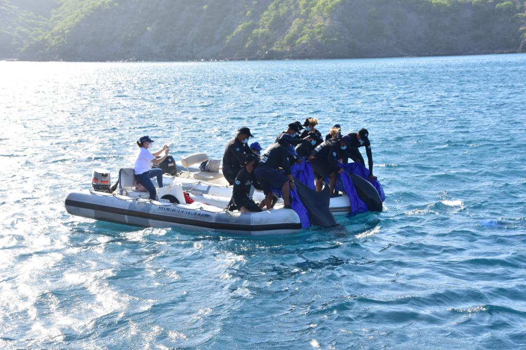 Delfines en lancha con personal del Centro de Fauna para liberación